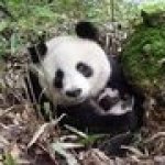 异种爱好者
